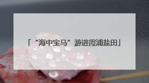 “海中宝马”游进霞浦盐田