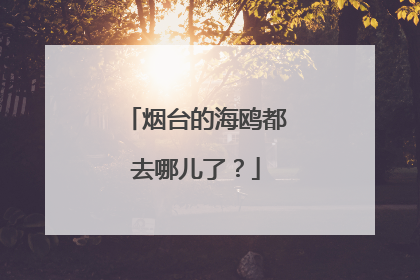 烟台的海鸥都去哪儿了？