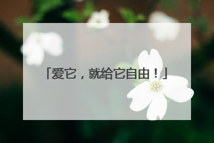 爱它，就给它自由！