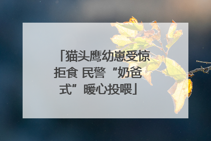 猫头鹰幼崽受惊拒食 民警“奶爸式”暖心投喂