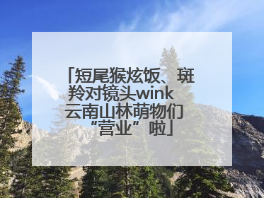 短尾猴炫饭、斑羚对镜头wink 云南山林萌物们“营业”啦