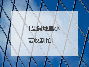 盐碱地里小麦收割忙