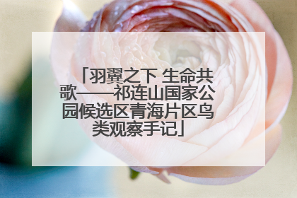羽翼之下 生命共歌——祁连山国家公园候选区青海片区鸟类观察手记