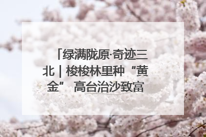 绿满陇原·奇迹三北｜梭梭林里种“黄金” 高台治沙致富很“从容”