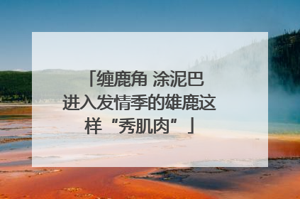 缠鹿角 涂泥巴 进入发情季的雄鹿这样“秀肌肉”