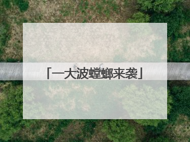 一大波螳螂来袭