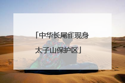 中华长尾雀现身太子山保护区
