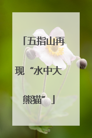 五指山再现“水中大熊猫”