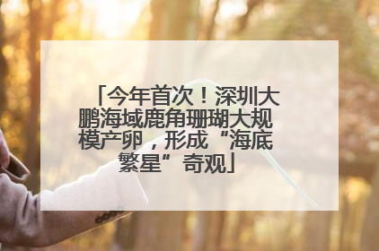 今年首次！深圳大鹏海域鹿角珊瑚大规模产卵，形成“海底繁星”奇观