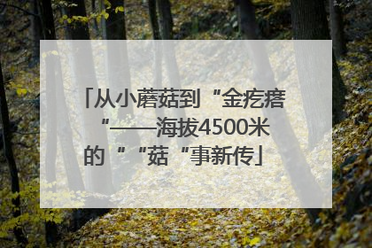 从小蘑菇到“金疙瘩“——海拔4500米的““菇“事新传