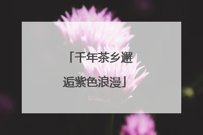 千年茶乡邂逅紫色浪漫