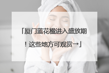 厦门蓝花楹进入盛放期！这些地方可观赏→