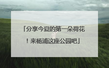 分享今夏的第一朵荷花！来杨浦这座公园吧
