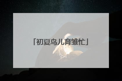 初夏鸟儿育雏忙