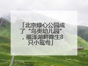 北京绿心公园成了“鸟类幼儿园”，福泽湖畔降生8只小鸳鸯