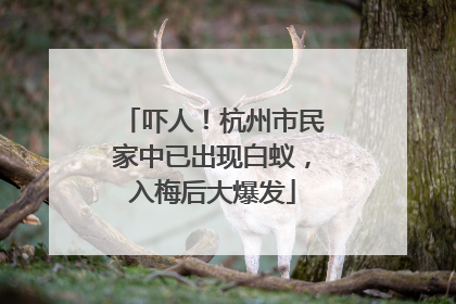 吓人！杭州市民家中已出现白蚁，入梅后大爆发