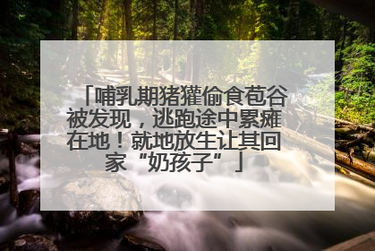 哺乳期猪獾偷食苞谷被发现，逃跑途中累瘫在地！就地放生让其回家“奶孩子”
