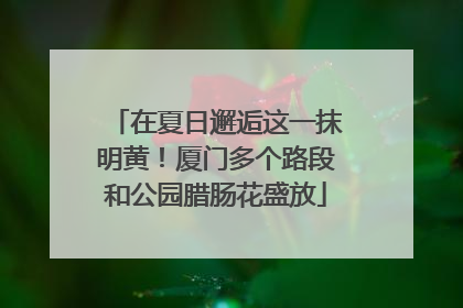 在夏日邂逅这一抹明黄！厦门多个路段和公园腊肠花盛放