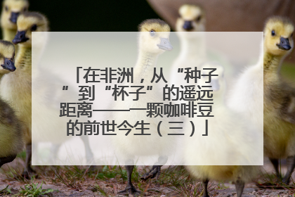 在非洲，从“种子”到“杯子”的遥远距离——一颗咖啡豆的前世今生（三）