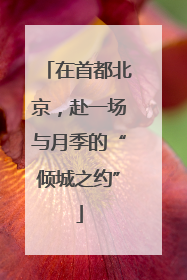 在首都北京，赴一场与月季的“倾城之约”