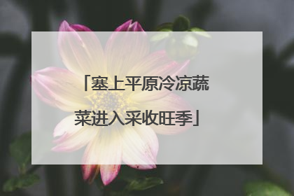 塞上平原冷凉蔬菜进入采收旺季