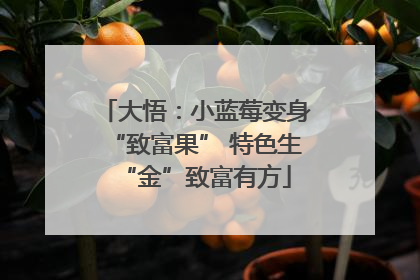 大悟：小蓝莓变身“致富果” 特色生“金”致富有方