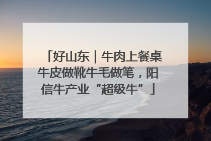 好山东｜牛肉上餐桌牛皮做靴牛毛做笔，阳信牛产业“超级牛”