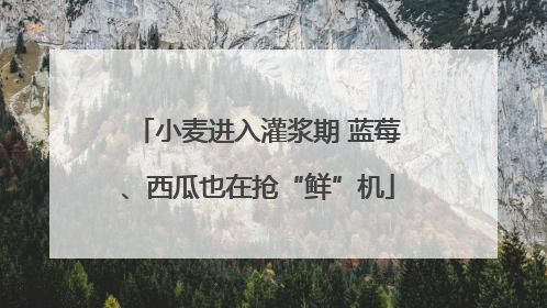 小麦进入灌浆期 蓝莓、西瓜也在抢“鲜”机
