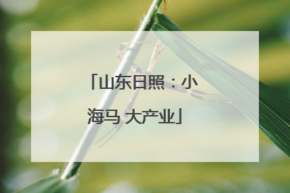 山东日照：小海马 大产业