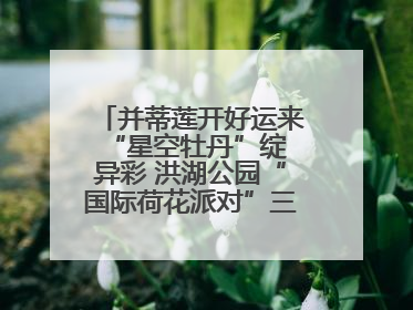 并蒂莲开好运来 “星空牡丹”绽异彩 洪湖公园“国际荷花派对”三天迎客六万