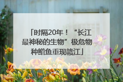 时隔20年！“长江最神秘的生物”极危物种鳤鱼重现赣江