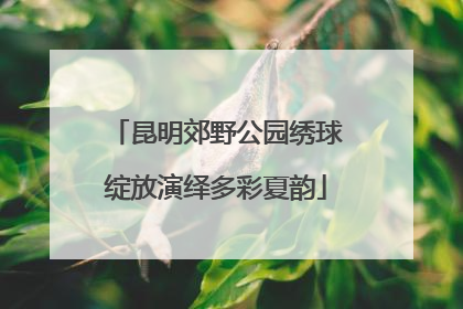 昆明郊野公园绣球绽放演绎多彩夏韵