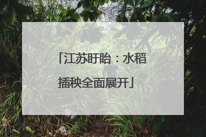江苏盱眙：水稻插秧全面展开