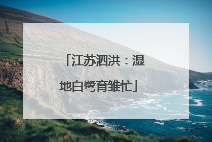 江苏泗洪：湿地白鹭育雏忙