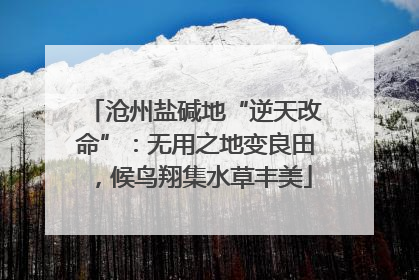 沧州盐碱地“逆天改命”：无用之地变良田，候鸟翔集水草丰美