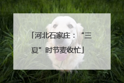 河北石家庄：“三夏”时节麦收忙