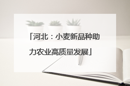 河北：小麦新品种助力农业高质量发展