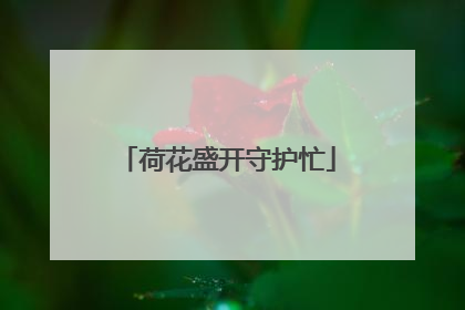 荷花盛开守护忙