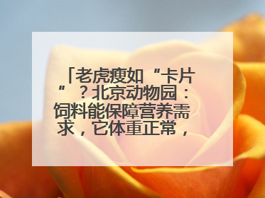 老虎瘦如“卡片”？北京动物园：饲料能保障营养需求，它体重正常，放心吧
