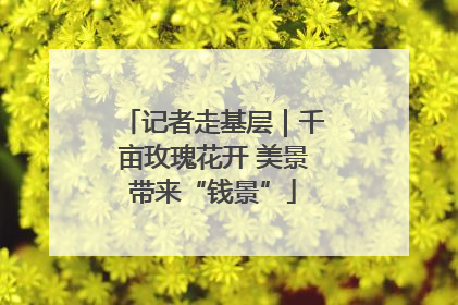 记者走基层｜千亩玫瑰花开 美景带来“钱景”