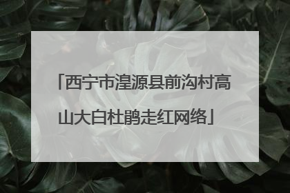 西宁市湟源县前沟村高山大白杜鹃走红网络