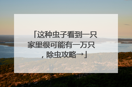 这种虫子看到一只家里很可能有一万只，除虫攻略→