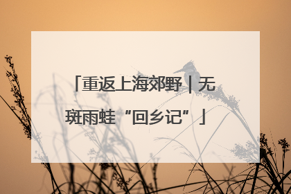 重返上海郊野｜无斑雨蛙“回乡记”