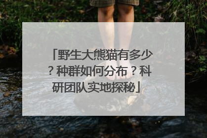野生大熊猫有多少？种群如何分布？科研团队实地探秘