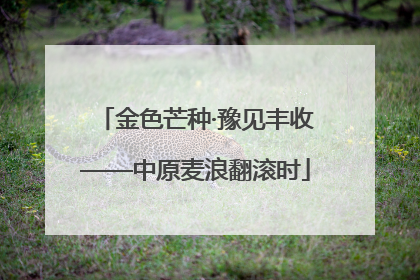 金色芒种·豫见丰收——中原麦浪翻滚时