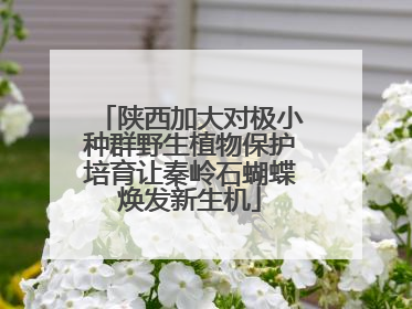 陕西加大对极小种群野生植物保护培育让秦岭石蝴蝶焕发新生机