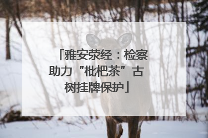 雅安荥经：检察助力“枇杷茶”古树挂牌保护