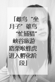 雌鸟“坐月子”雄鸟“忙捕猎” 峡谷旅游路栗喉蜂虎进入孵化阶段