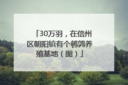 30万羽，在信州区朝阳镇有个鹌鹑养殖基地（图）